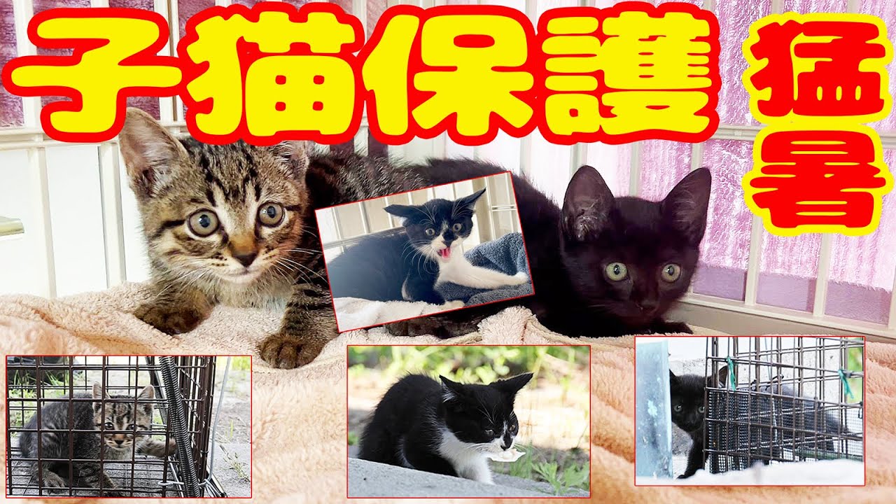【子猫３匹保護】母猫いなく猛暑の公園で生きぬいた３匹の子猫の救出にボランティアさん感泣の理由は？