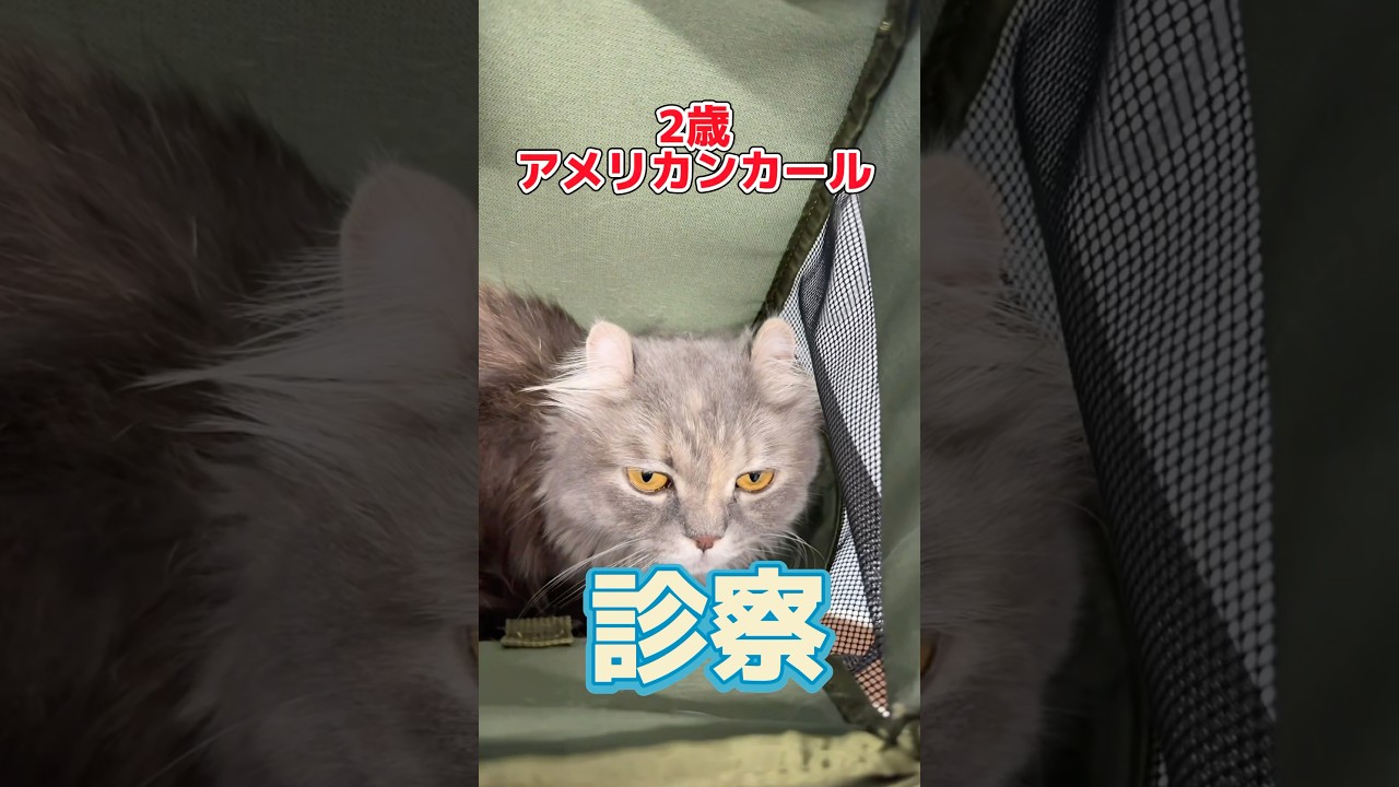 コードを噛んで感電した2歳のアメリカンカールが動物病院にやって来た！