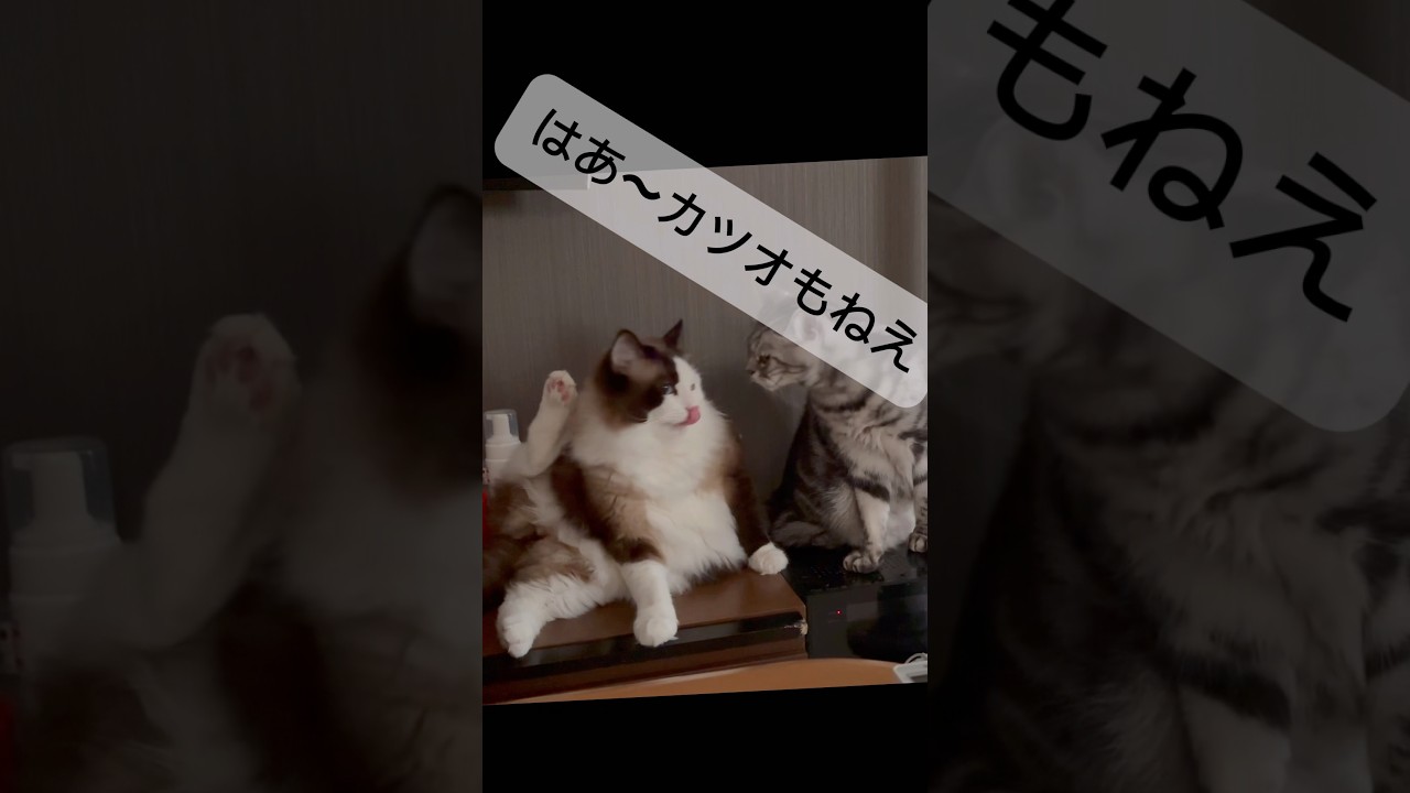【猫動画】ほんまは黒毛和牛が食いたい😈#shorts #cat #猫 #ラグドール