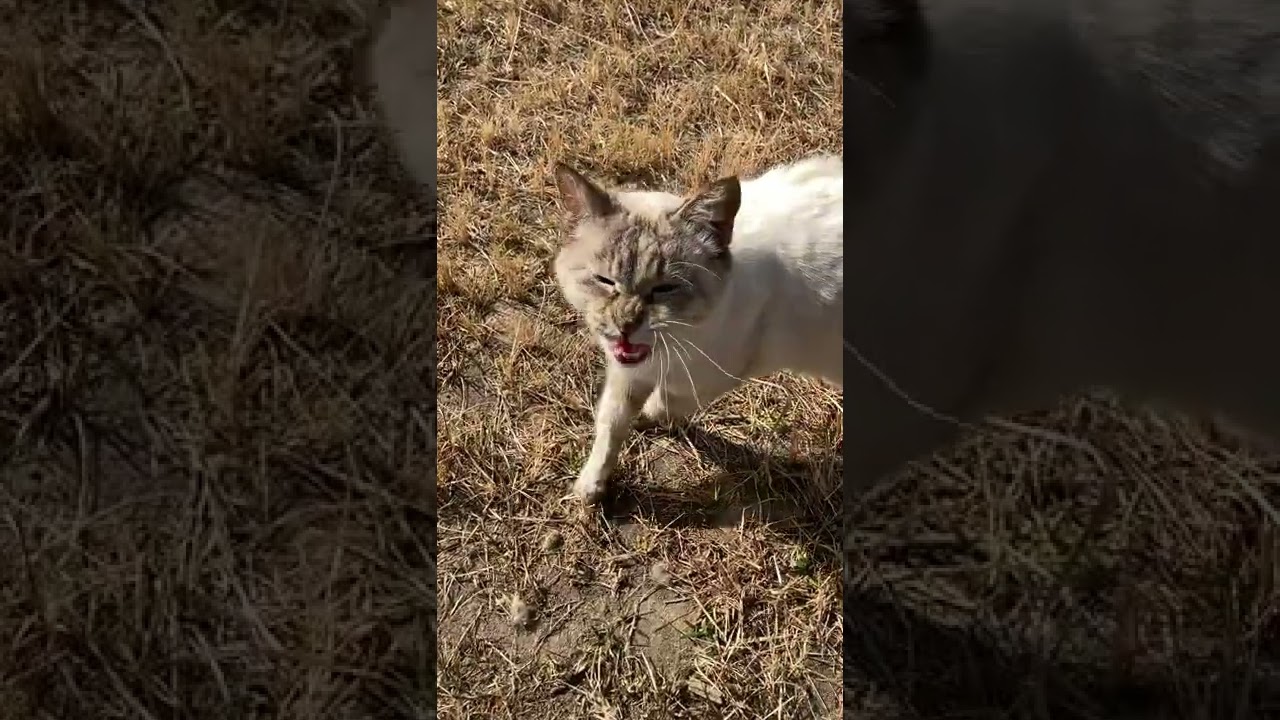 「おいしかった」と話すシャム猫　Siamese cat saying "it was delicious"