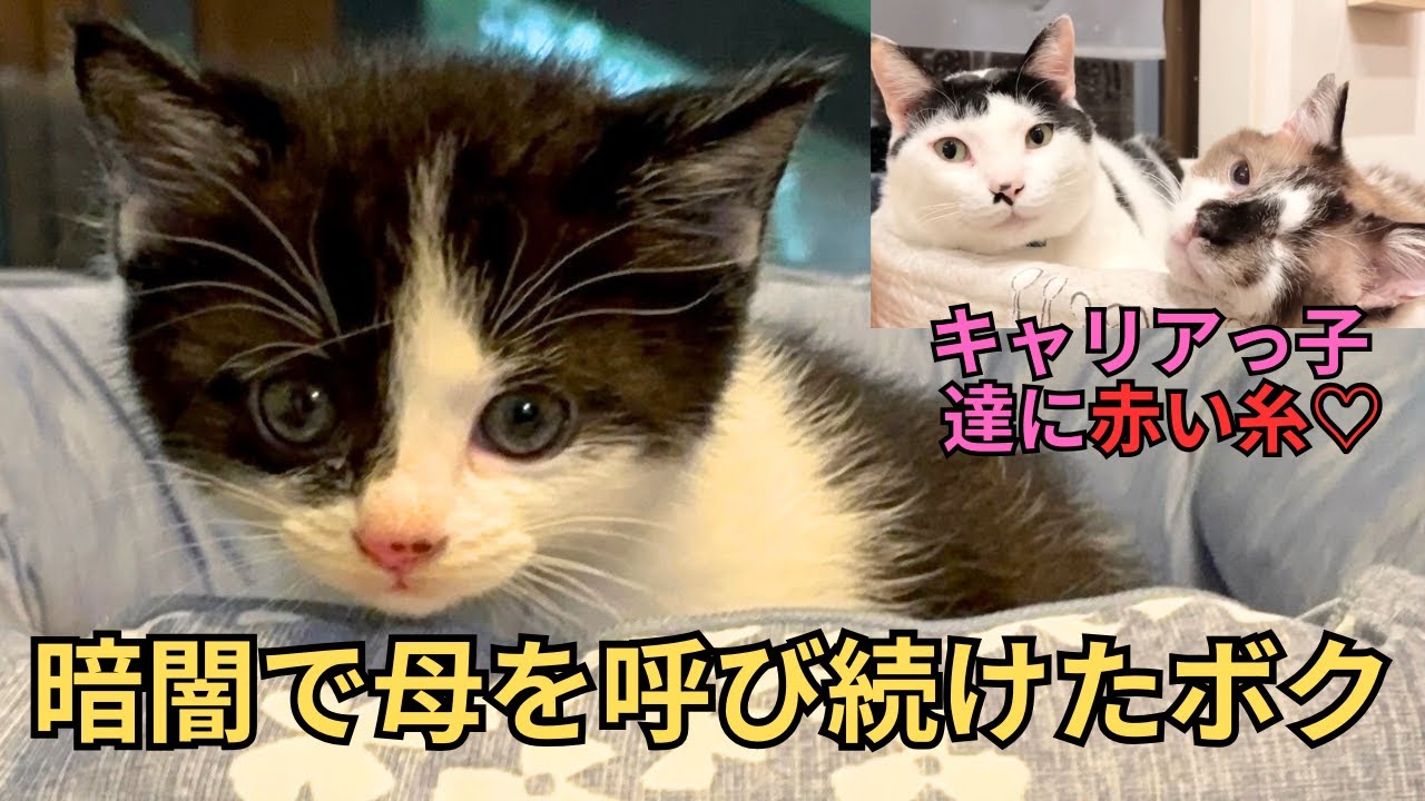 【137】夜中3時に鳴き叫び続けたひとりぼっちの子猫⭐︎猫AIDSでも片眼でも怖がりでも赤い糸を掴んだ保護っ子コンビ💕