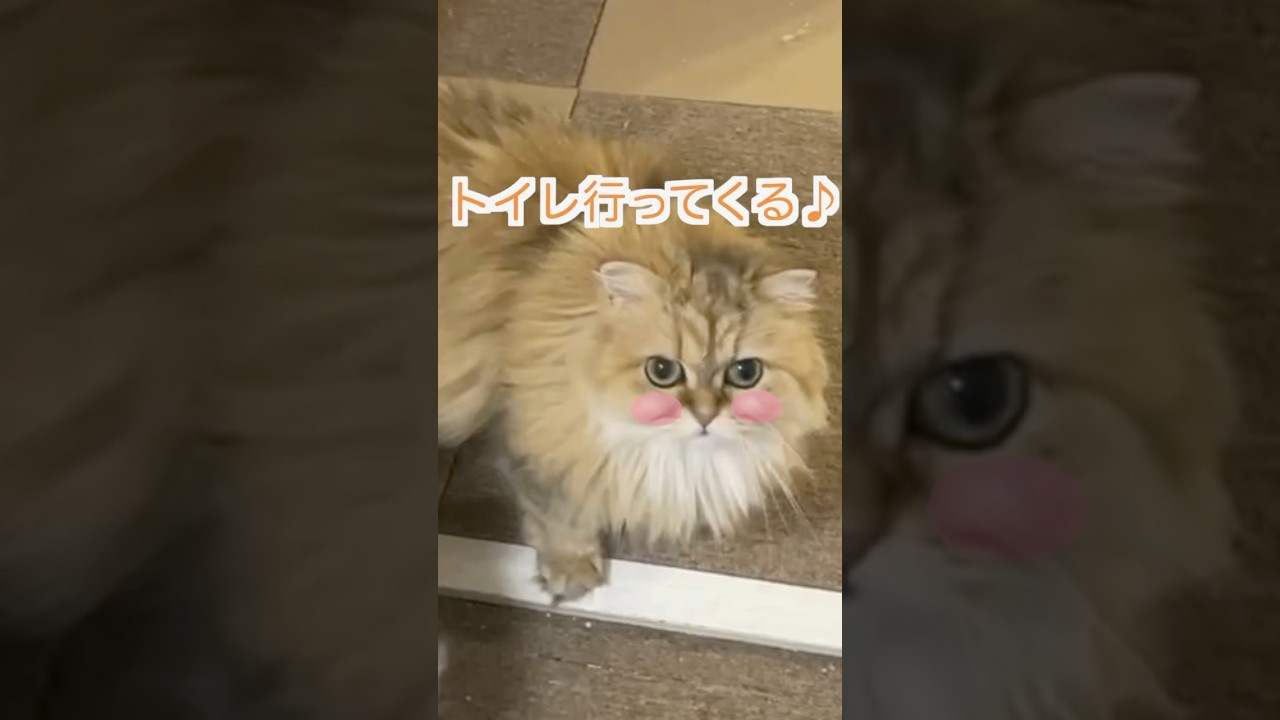 トイレ行ってくるお！💛#ペルシャ猫 #shorts #猫好きさんと繋がりたい #cat #猫