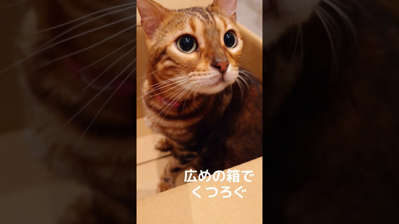 【大好きな箱から甘える仕草】私を翻弄させる可愛いベンガル猫ちゃん🌟 #cat #ベンガル #ねこ #猫のいる生活 #保護猫 #youtube #shorts