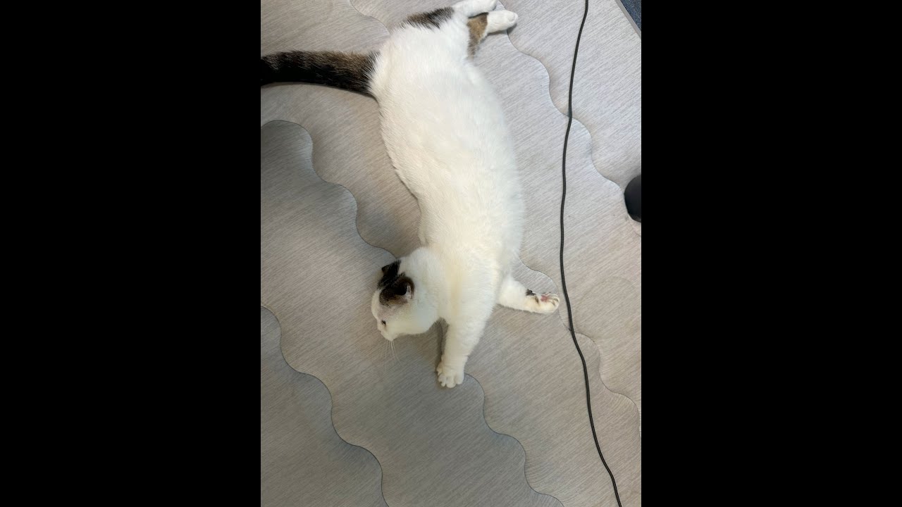 猫ライブ配信🐱かいちゃん🐱ハチワレ猫🐱202500716at Live streaming #猫 #ショート  #かいちゃん  #猫ライブ #live