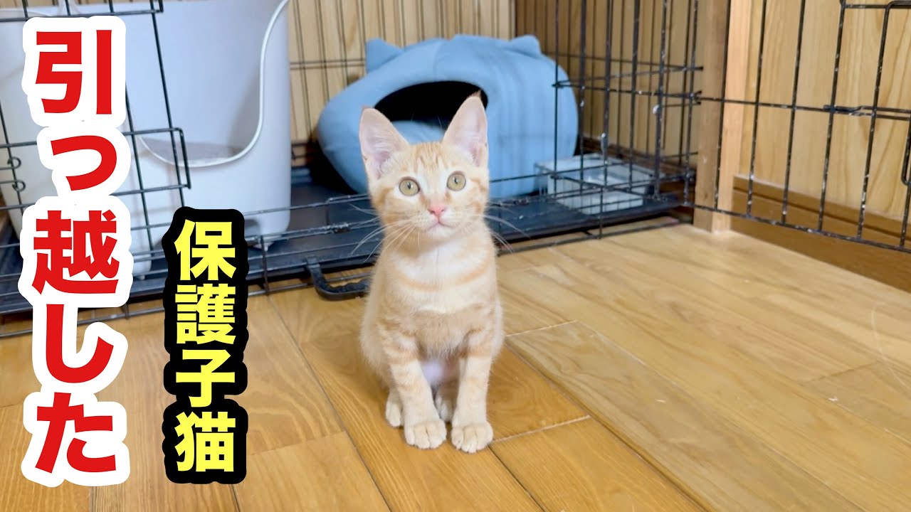 保護子猫が引っ越しました