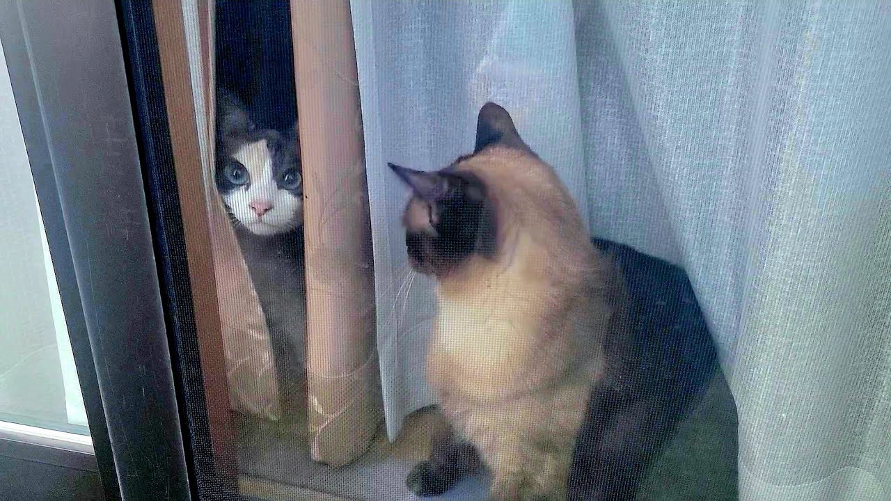 帰宅した直後に窓際にいたシャム猫がペポ🐈を呼んだ結果😁