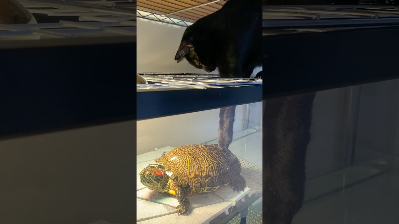 子猫と亀　#黒猫 #ボンベイ #cat #好きな子猫 #猫のいる暮らし #猫のいる生活 #猫好きさんと繋がりたい #ねこ #猫 #bombay #ミシシッピアカミミガメ #ミドリガメ #水槽