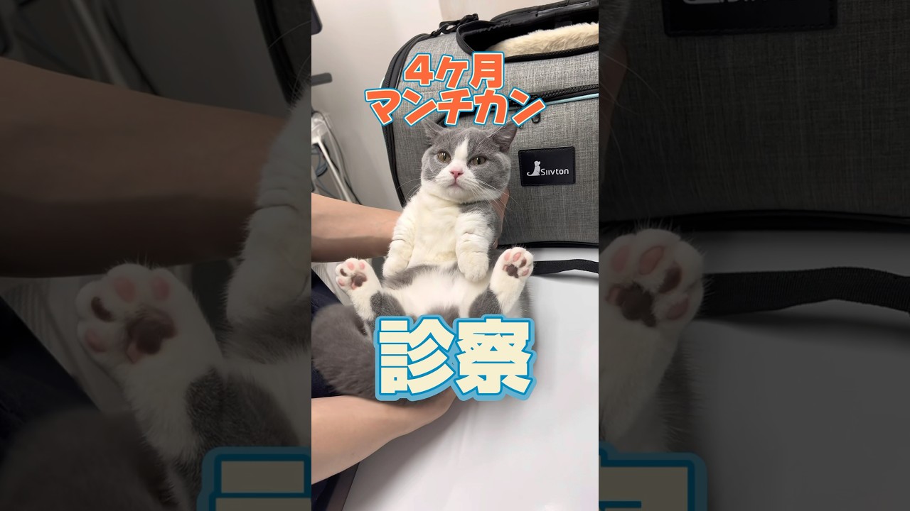 食後苦しそうにしている4ヶ月マンチカンが動物病院にやってきた！