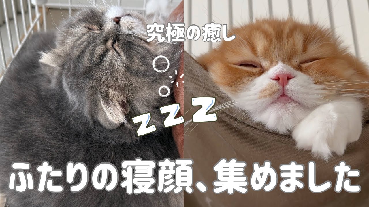 【癒し 猫 寝顔】スコティッシュフォールド2匹のかわいい寝てる姿まとめ❤️
