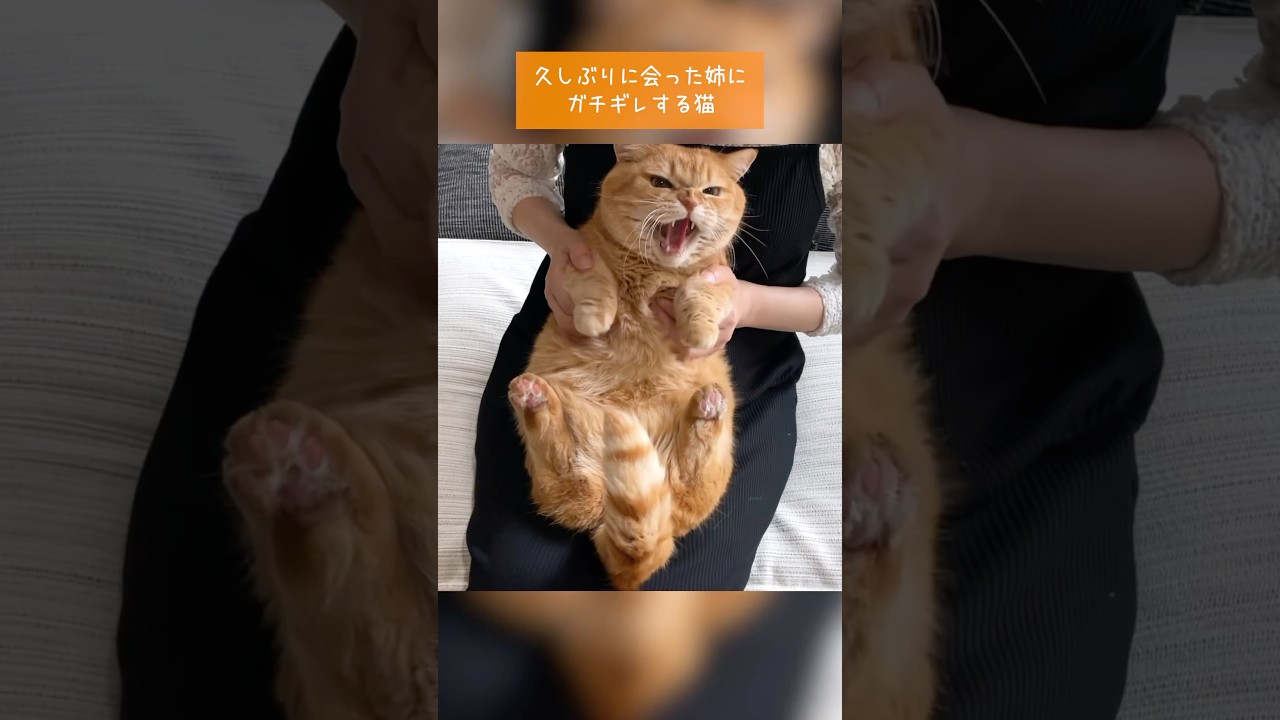 久しぶりに会った姉にガチギレする猫
