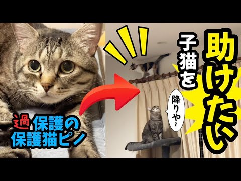 危ない‼️【子猫レスキュー隊長ピノちゃま】「降りや〜」と助けにいくニャン‼️#猫 #保護猫