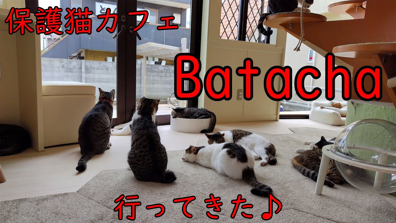 保護猫カフェ Batachaに行ってきました♪