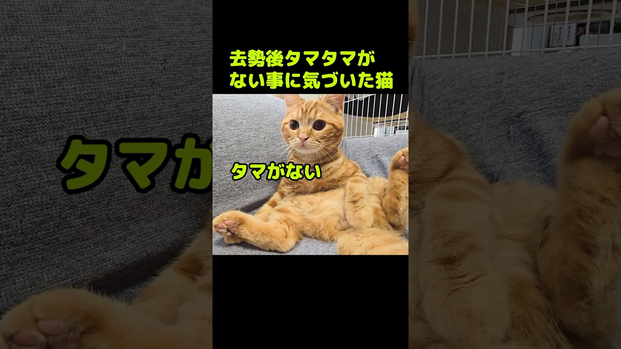 去勢後タマタマがない事に気づいた子猫...#shorts