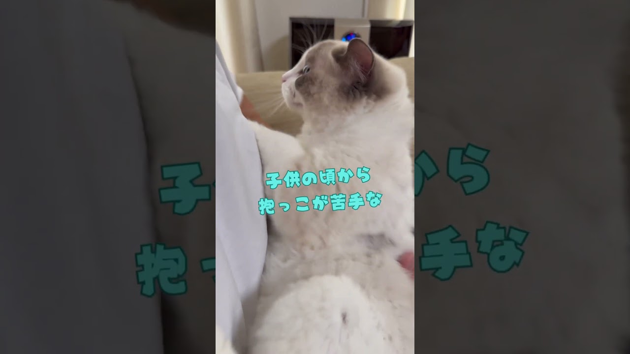 いっぺい？ミヨン？ラグドールっぽいのはどっち？抱っこ編🐈　#いっぺいdialy #ラグドール #猫のいる暮らし #猫好きさんと繋がりたい