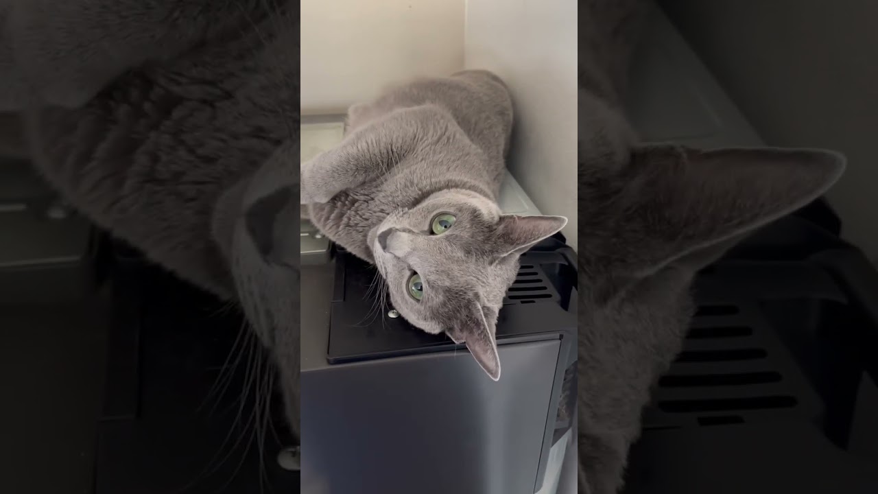 On refrigerator #cat #kitten #catcute #kitte #cuteanimal #猫のいる暮らし #katten #cutecat #kitty