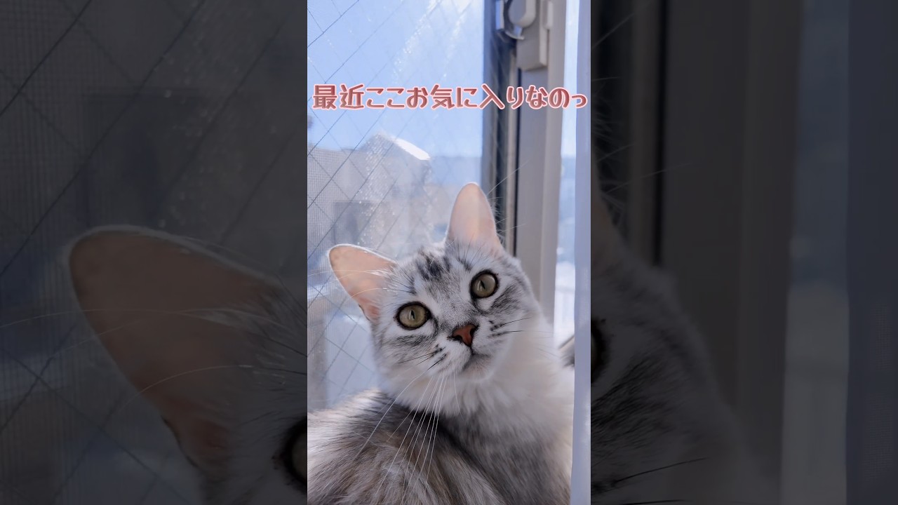 もふもふお気に入りの場所 ｜ Cat's favorite place ｜キンカローのルル #猫のいる暮らし #ねこ #shorts