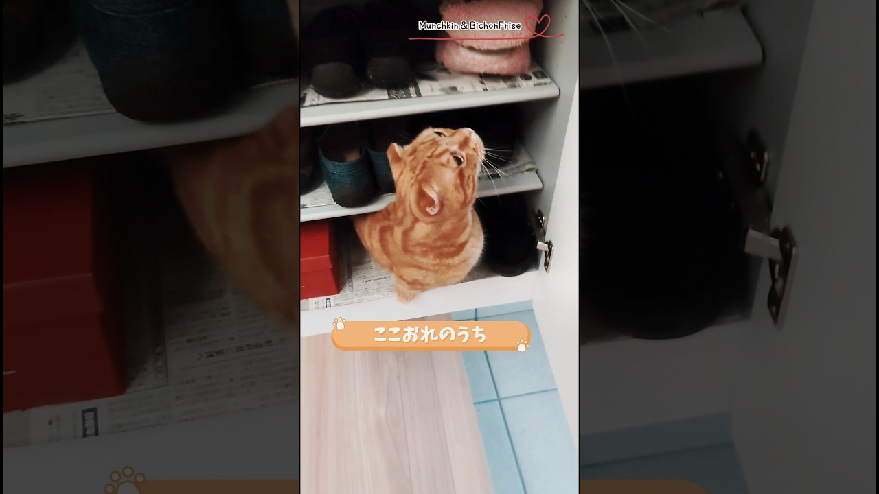 【マンチカン】下駄箱が開くとすぐに入り込む短足猫 【犬と猫、両方飼ってると毎日かわいい♥】
