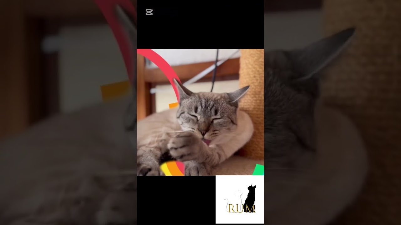 なんてことないシャムトラ猫の日常。 #シャムトラ #シャムトラミックス