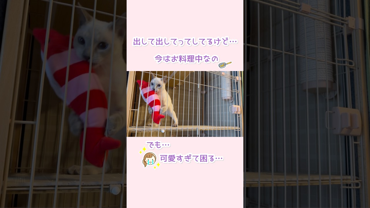 【ねこちゃんあるある#1】出して〜攻撃が可愛すぎて、手が止まる🥹🍳【トンキニーズ】【Shorts】#猫あるある #かまって猫 #猫ショート