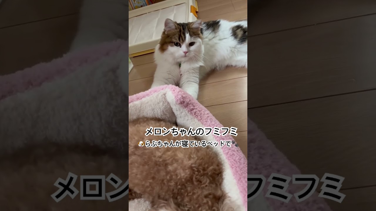 メロンちゃんのフミフミ＃shorts＃スコティッシュフォールド#ペットのいる生活
