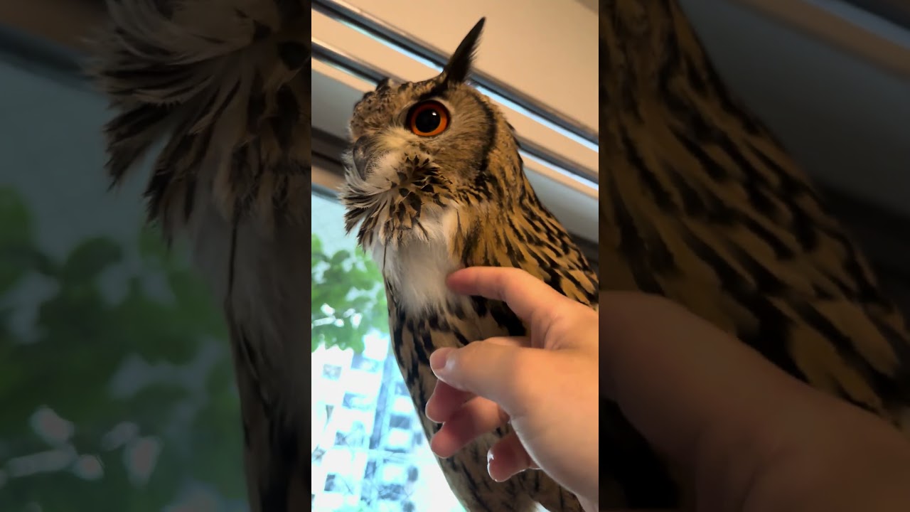 本日のふー Foo of the day 【ベンガルワシミミズク】 #owl #フクロウ #birds #cute #animals #cat #pets #wildlife #funny