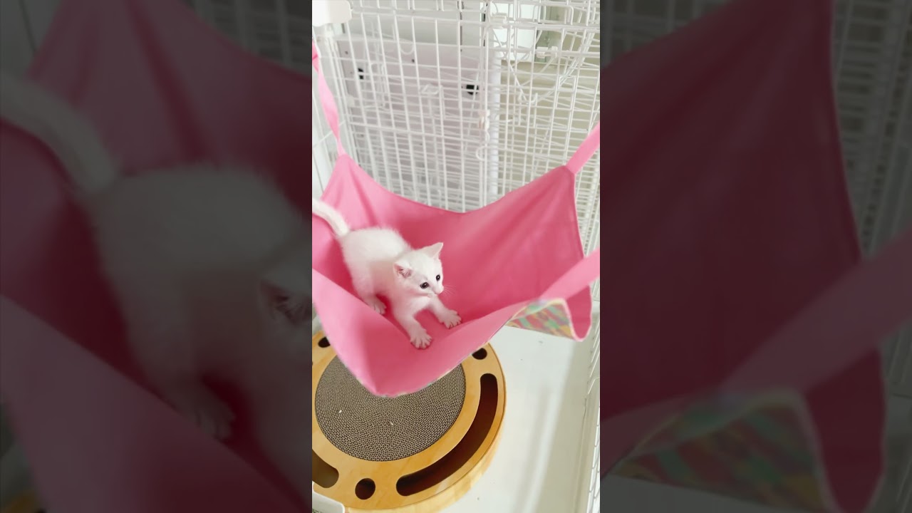 保護猫ぴよちゃん17 （ハンモックの上で暴れる） #cat #kitten #子猫のいる暮らし #子ネコ #子猫 #保護子猫 #保護猫