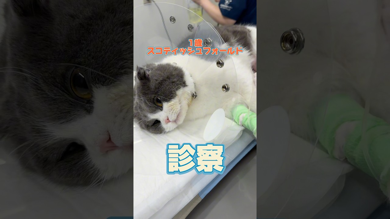 何度も吐き続けて元気がない1歳のスコティッシュフォールドが動物病院にやって来た！