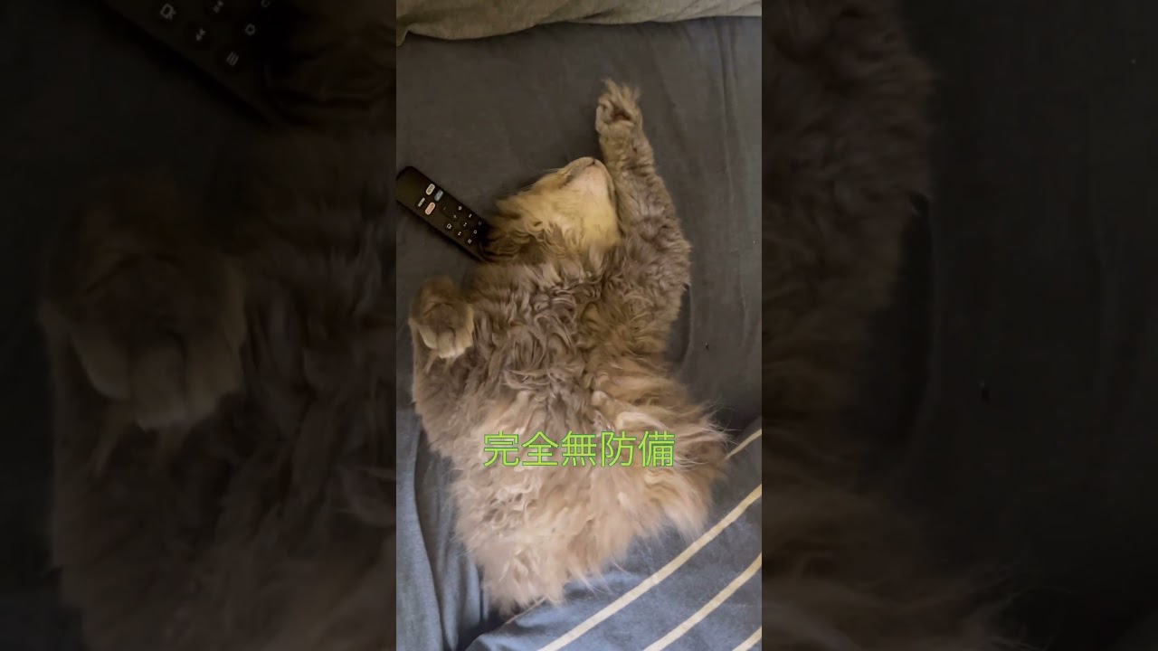 バンザイ #ねこ動画 #アメリカンカール #猫好き