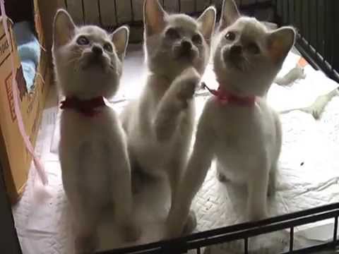 トンキニーズ　子猫　販売　ブリーダーのお店　ペットショップスズキ