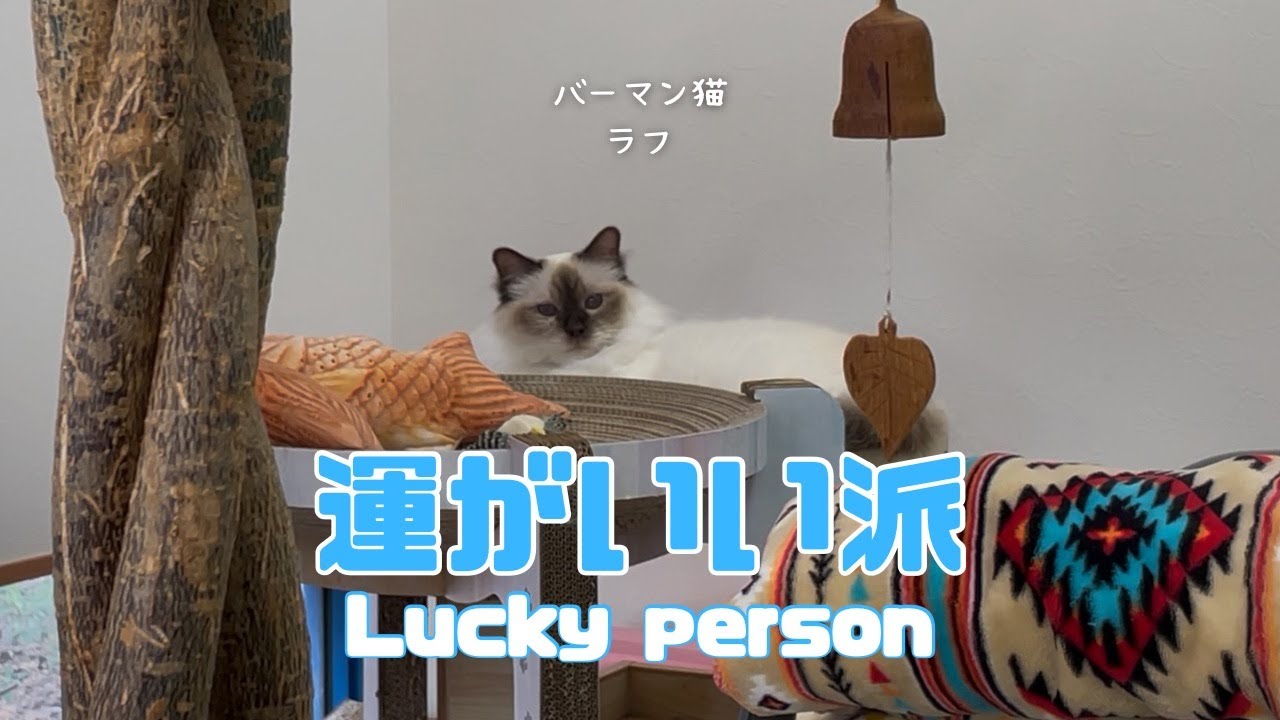 バーマン猫ラフ【運がいい派】Lucky person（バーマン猫）Birman/Cat
