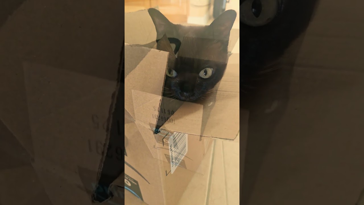 Burmese Cat delivered by Amazon!  #cat #burmesecat #funnyanimals #cute #cats