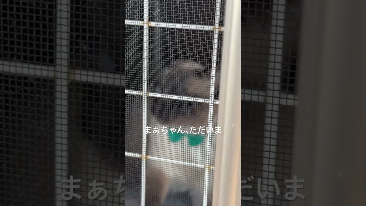 シャムミックス、ついに自分の名前を言う！ #しゃむねこ #cat