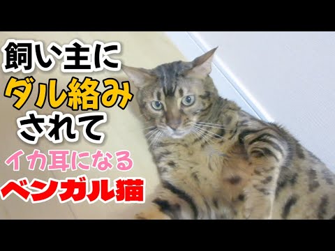 【ベンガル猫】飼い主にダル絡みされてイカ耳になるベンガル猫