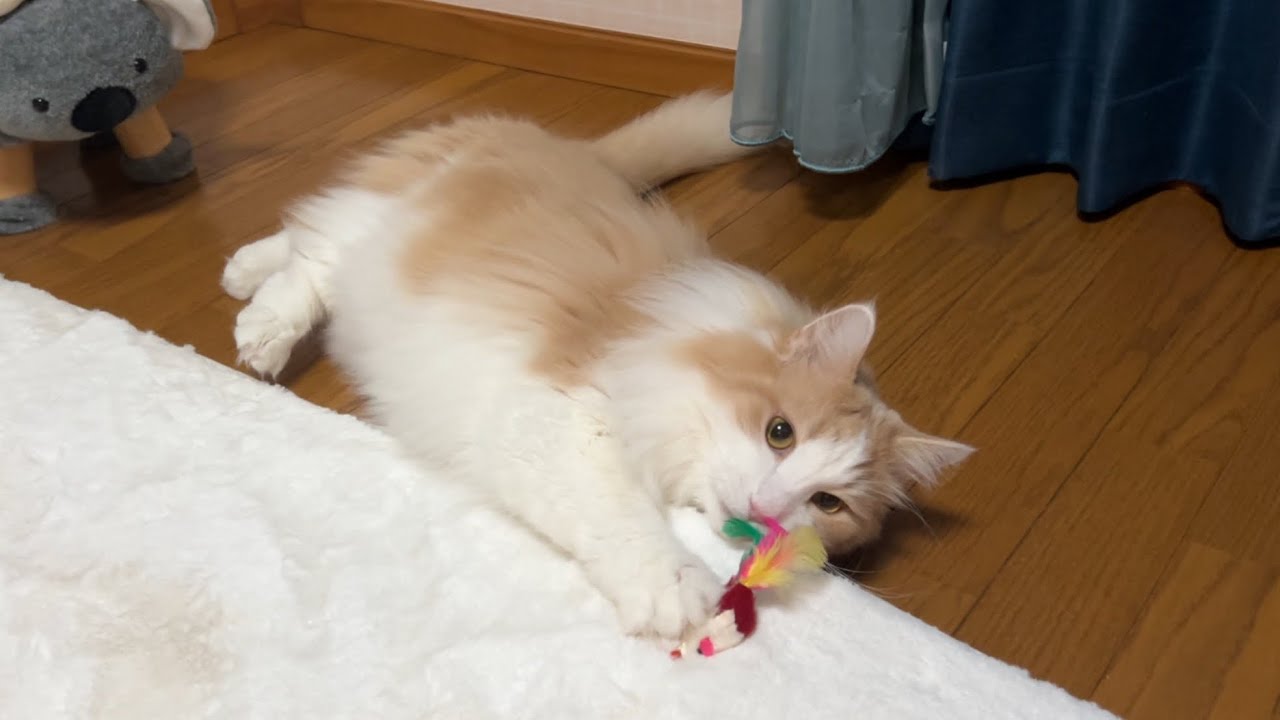 【ノリノリ♪】弟たちにガン見されながら、ノリノリで遊ぶノルウェージャンフォレストキャット♡