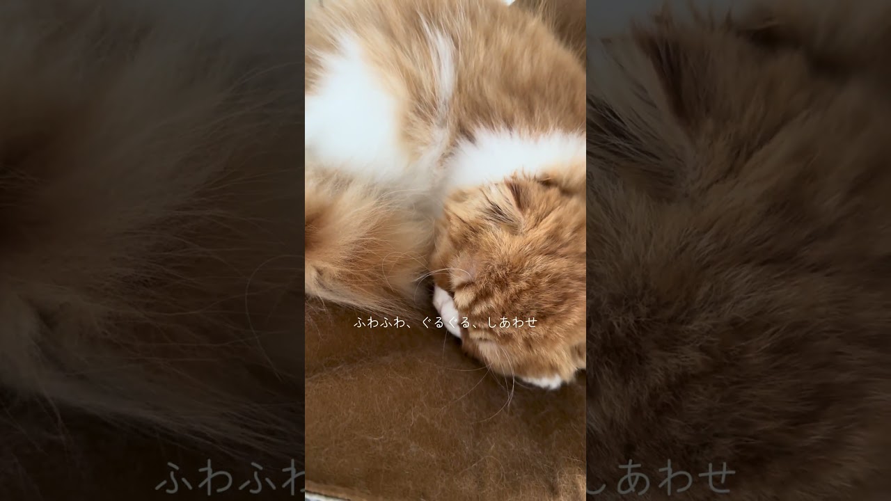 ハンモックで完璧なアンモニャイト🐚 #スコティッシュフォールド #猫 #子ネコ #ねこ動画 #ねこ #猫のいる暮らし  #cat