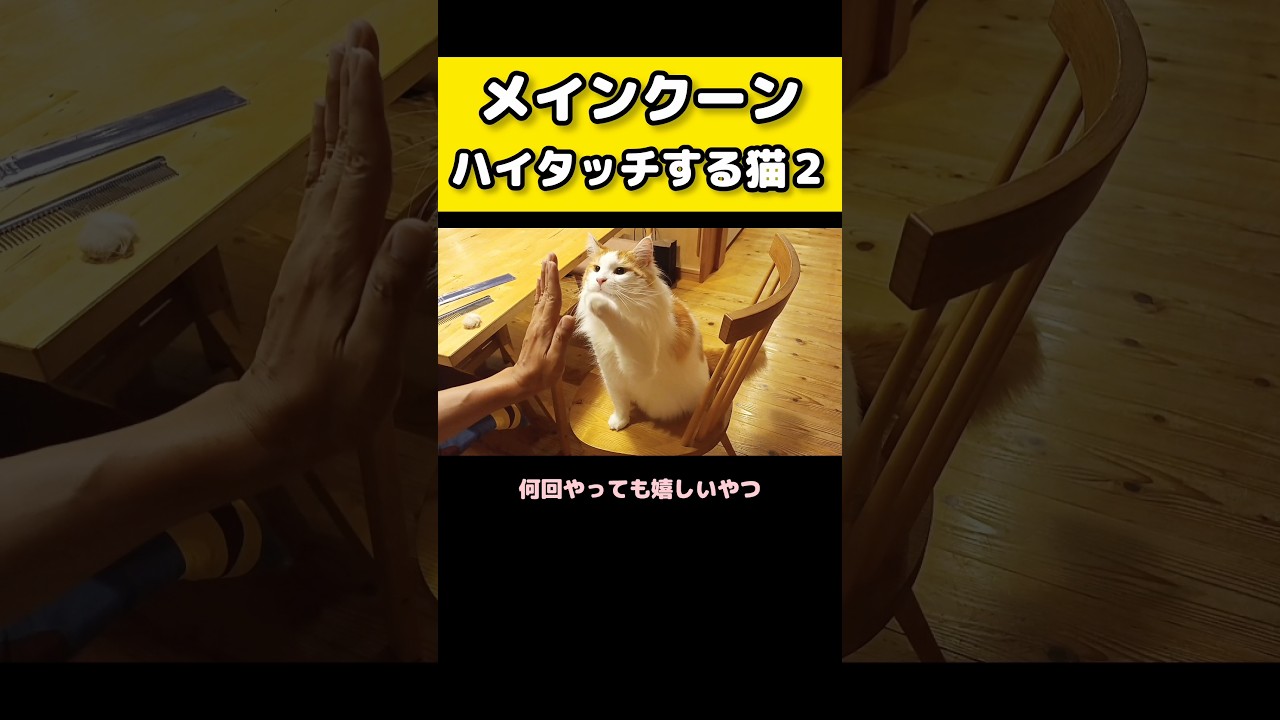 パパとハイタッチする猫 #メインクーン #猫 #猫のいる暮らし#cat #mainecoon #catlover​  #catshorts​ #cute​ #cutecat​ #fyp​