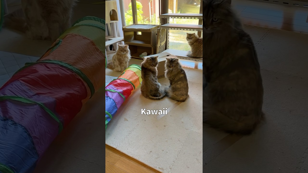 かわいい！で振り向く猫たち【サイベリアン・親子】 #shorts #サイベリアン #猫 #かわいい