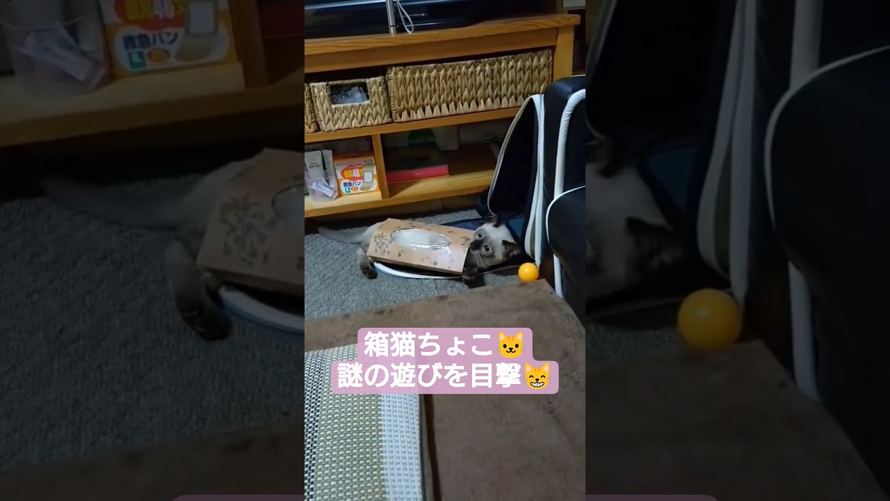 ちょこさん😺セルフ箱猫遊び中😸 #シャム猫 #中猫#保護猫 #ねこのいる生活