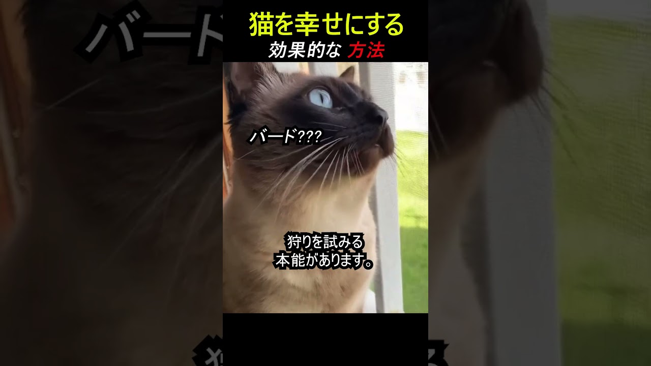 猫を幸せにする効果的な方法