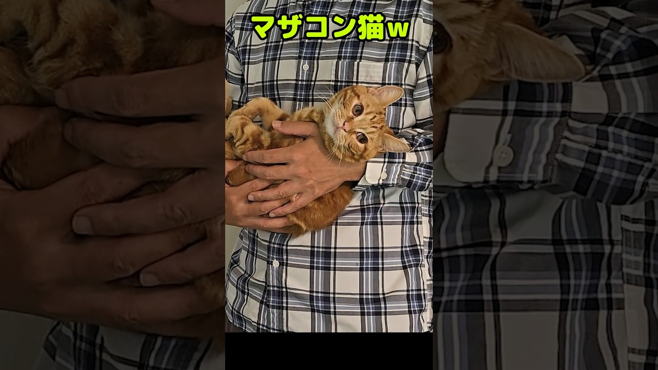 マザコン子猫...笑#shorts