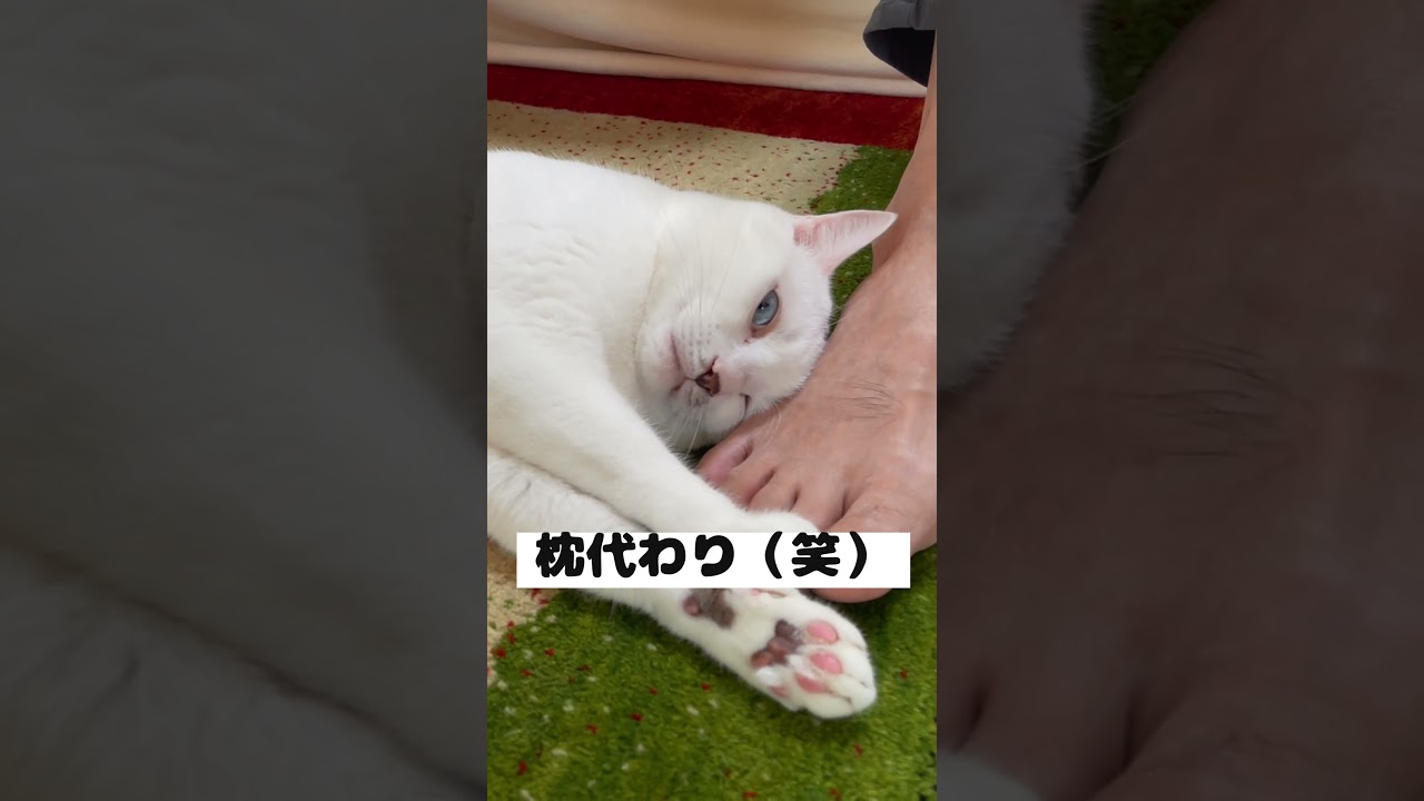 パパの足に自分の匂いを擦り付ける弟猫が可愛い