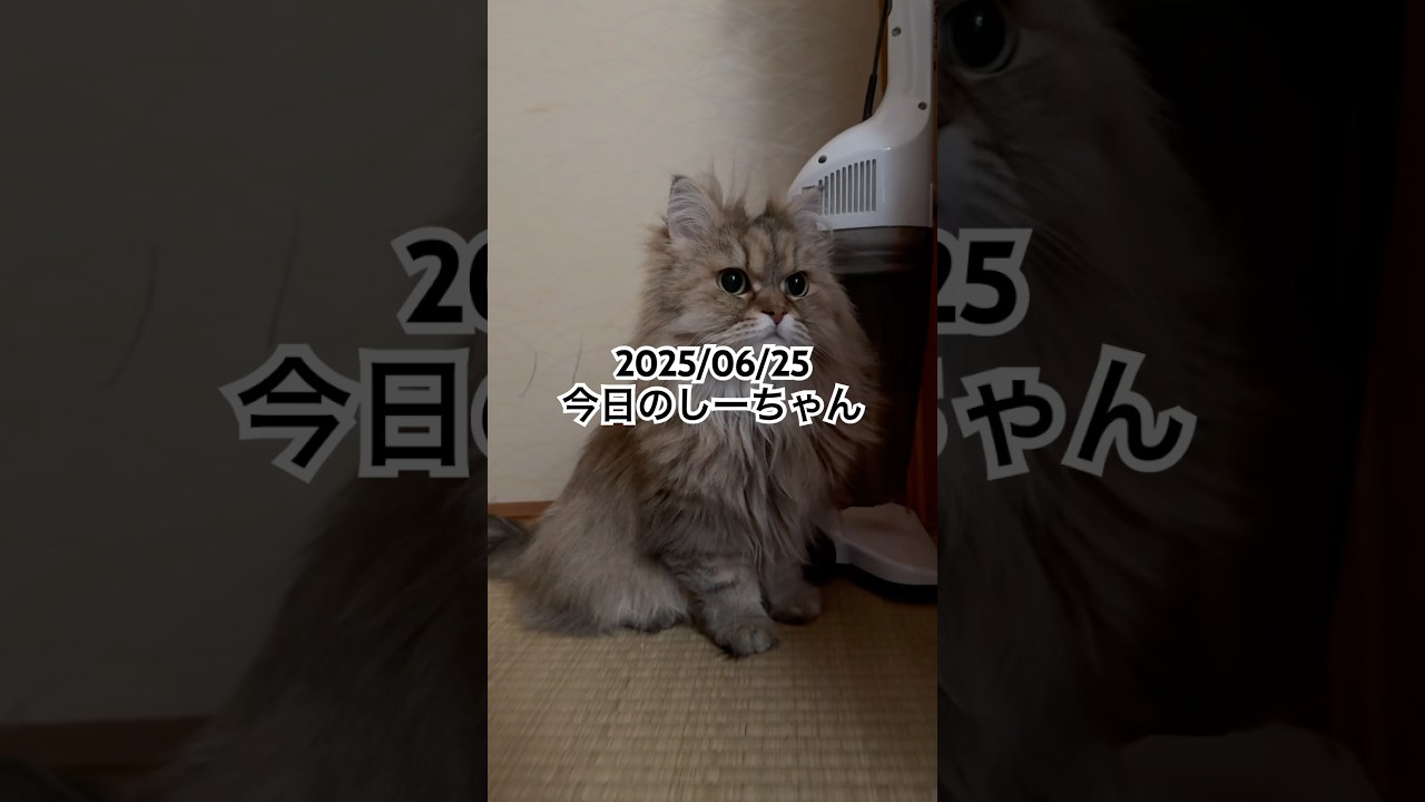2025/06/25今日のしーちゃん #猫 #ペルシャ #シエル #cat #猫のいる暮らし