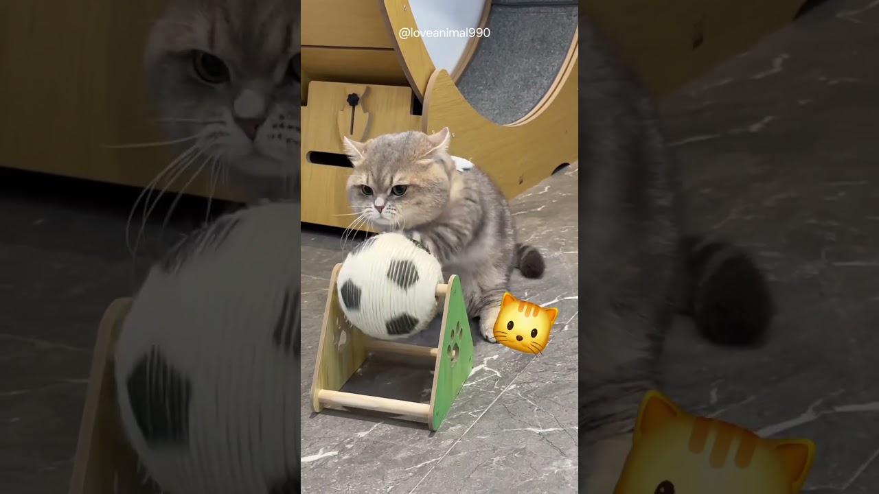 Bola apa yg dia putar yaa? 🐱 #shorts