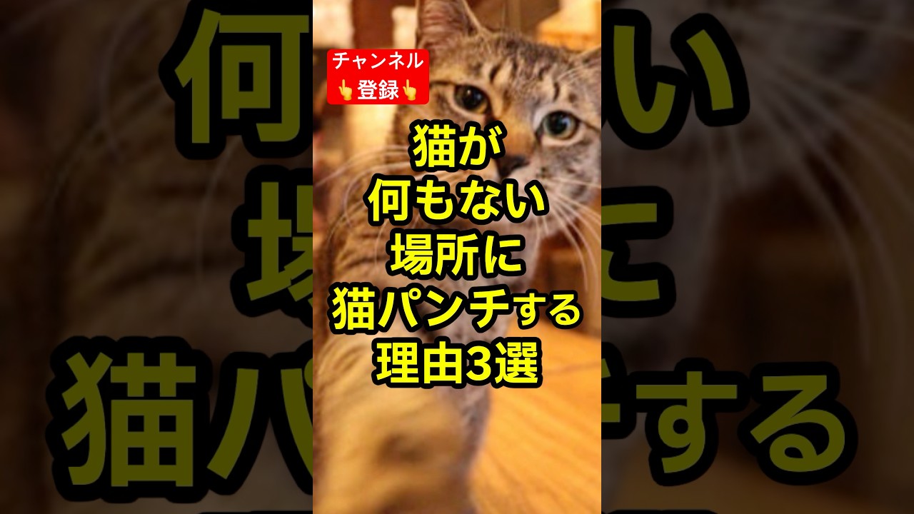 猫が何もない場所に猫パンチする理由3選 #shorts #雑学 #豆知識 #cat #猫 #猫好き #猫動画
