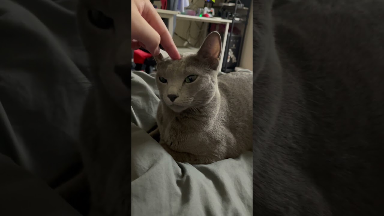 #ロシアンブルー #cat #猫のいる暮らし