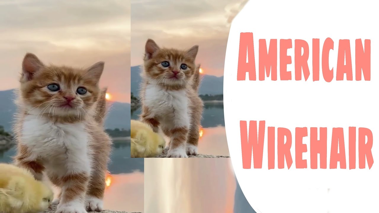 #Shorts, American Wirehair Cat./
