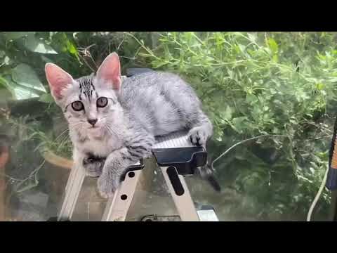 我が家のエジプシャンマウたち♡