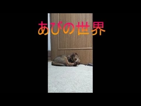 ネコ動画あび＃5084　あびの毎日　アビシニアン　あび