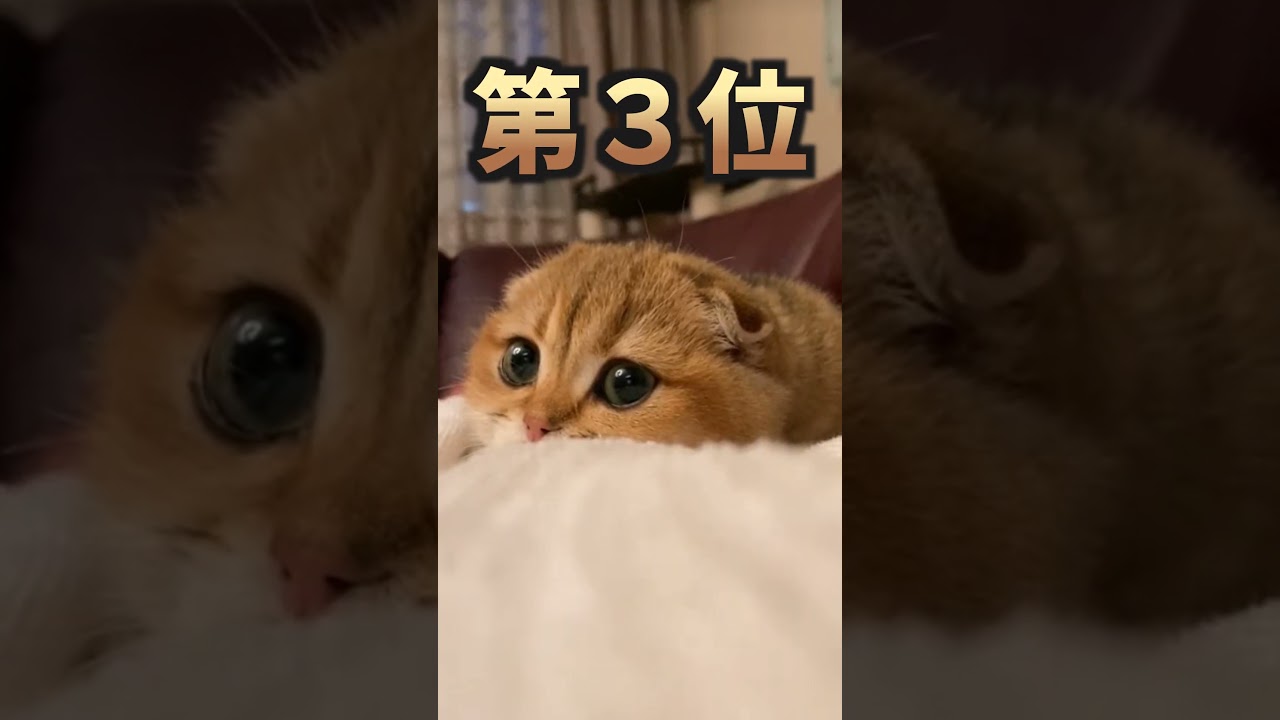 スコティッシュフォールド見てニヤけたら負けｗｗｗ　#2ch #2ch動物スレ #動物 #スコティッシュフォールド #猫 #shorts