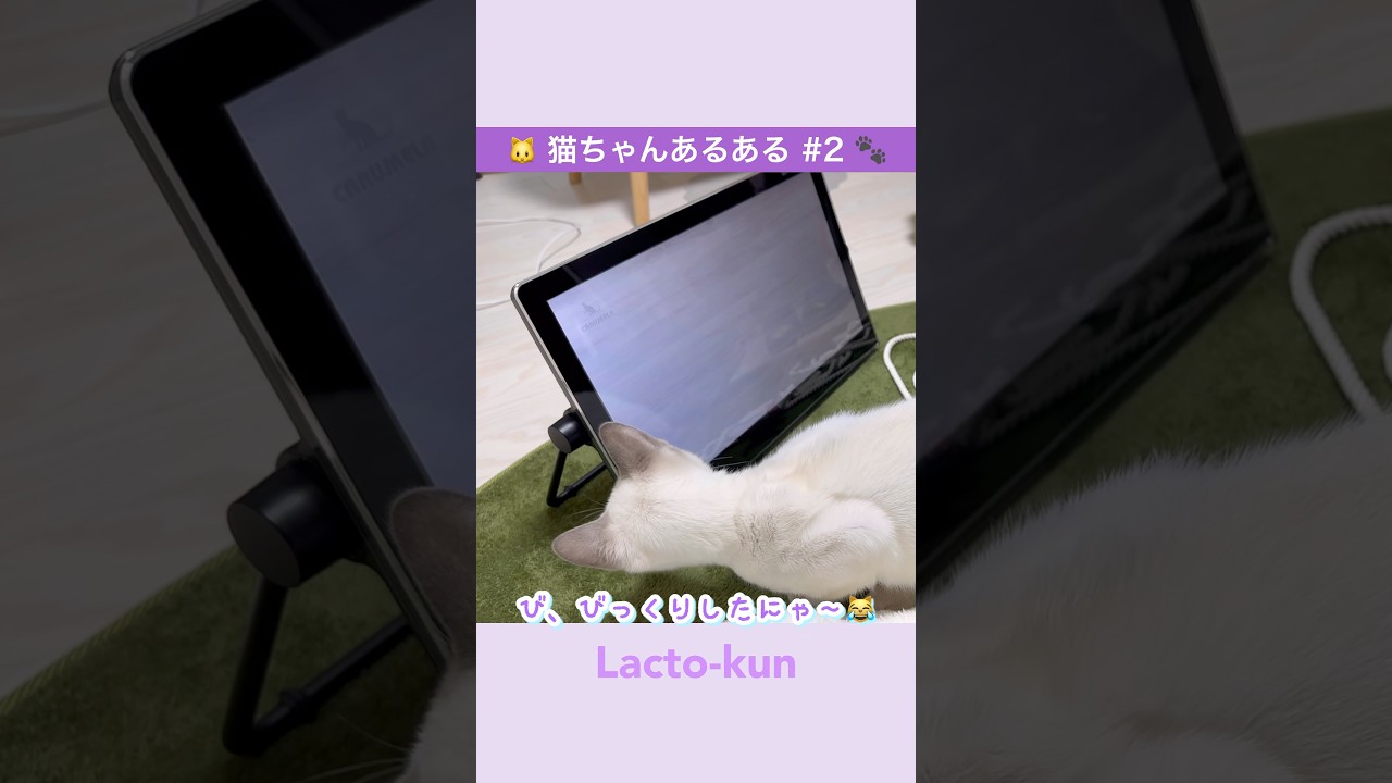 #猫動画 #catshorts #猫あるある【猫ちゃんあるある#2】テレビのネズミを信じすぎた猫の末路が可愛すぎた【トンキニーズ】